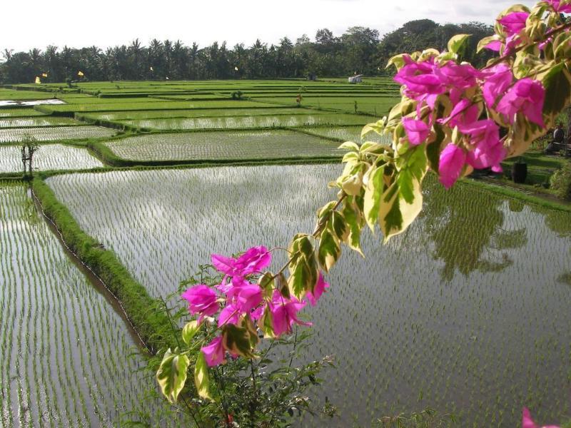 Green Field Hotel And Bungalow Ubud  Exterior photo